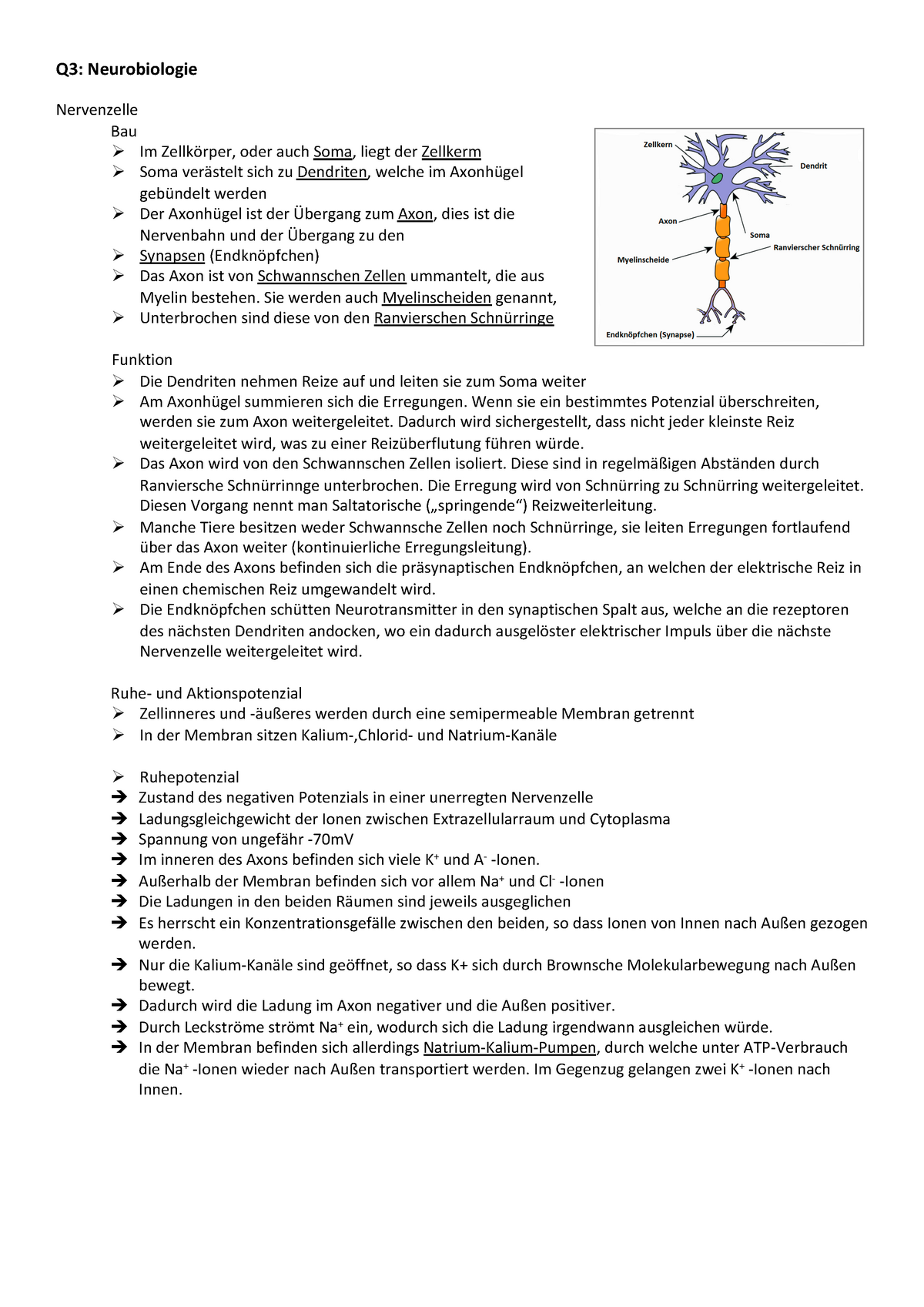 Bio LK Lernzettel Q3 - Q3: Neurobiologie Nervenzelle Bau Ø Im