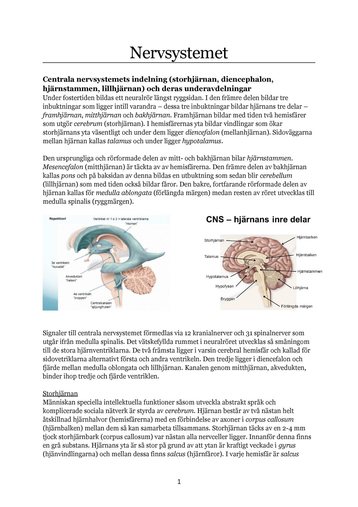 Nervsystemet - Kursbok "människokroppen" Nervsystemets Indelning Och ...