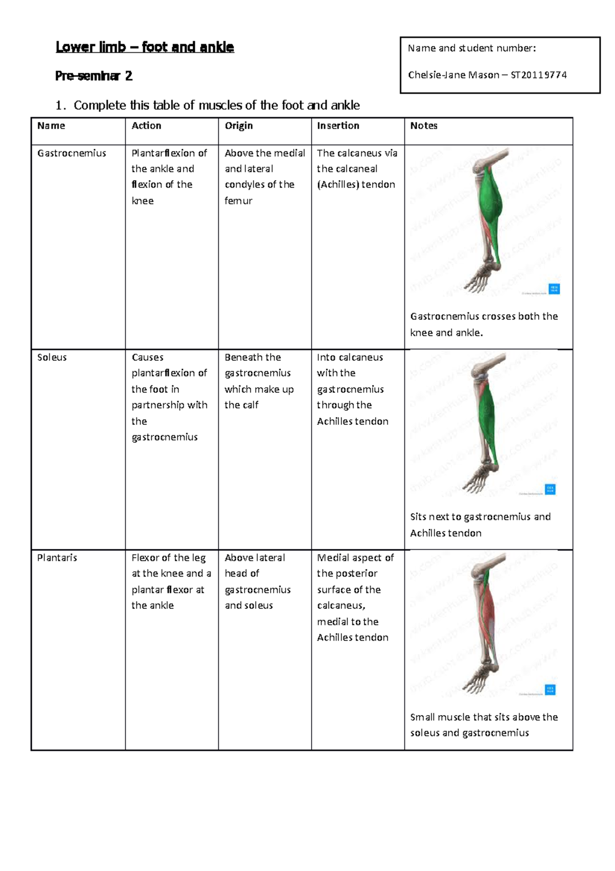 Foot and ankle 2 - Anatomy of the foot - Lower limb – foot and ankle ...