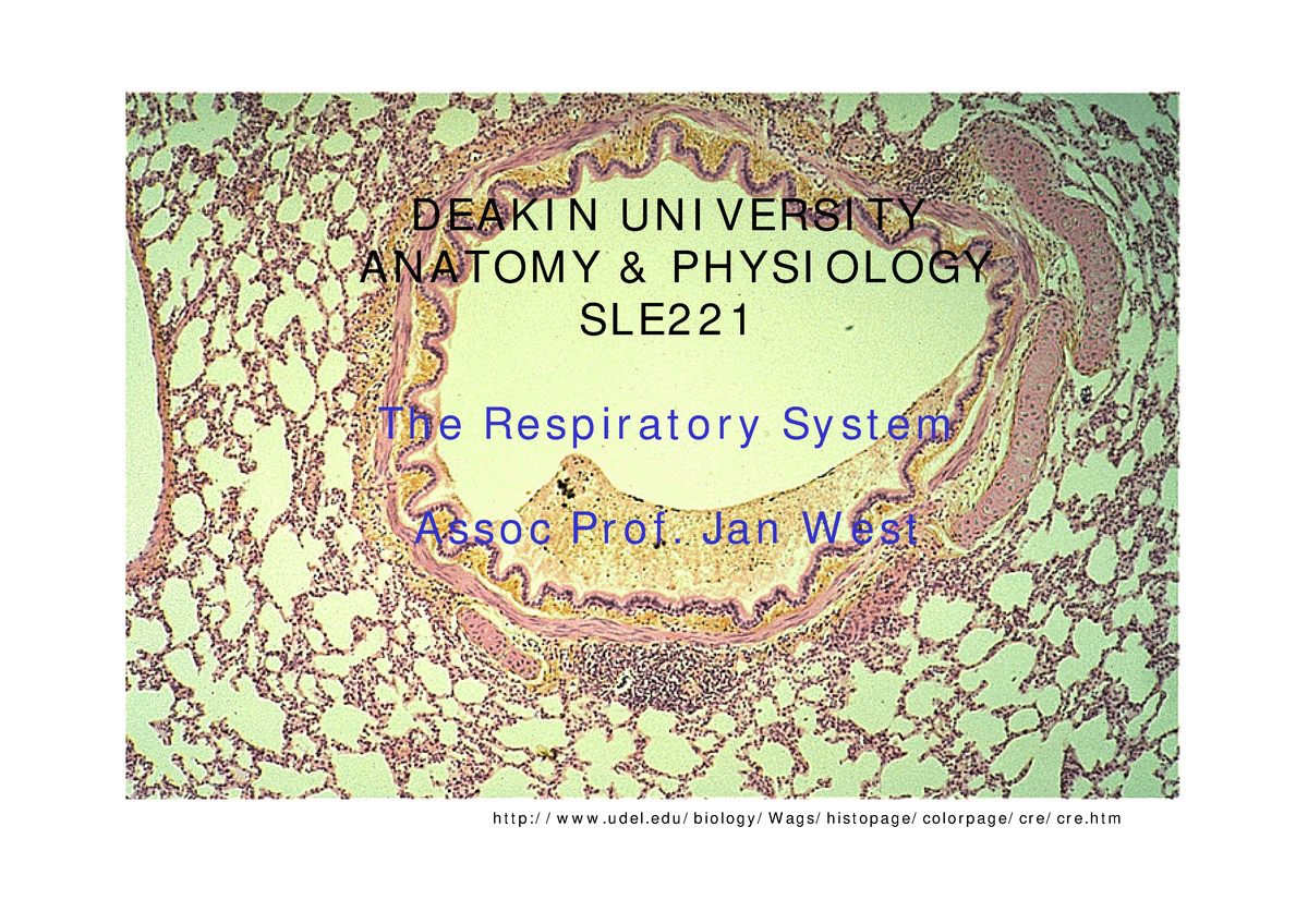 Respiratory Class Notes 1 Per Page-2 - D EA K I N U N I V ERSI TY A N A ...