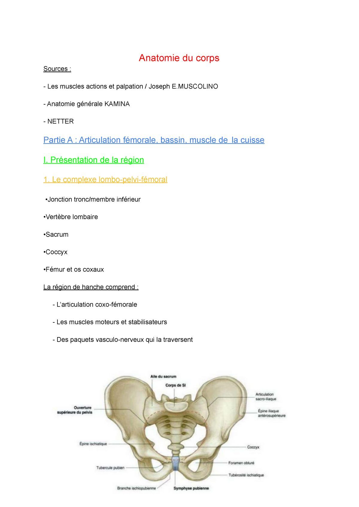 La Hanche, La Jambe Et Genoux, La Cheville Et Le Pied - Anatomie Du ...