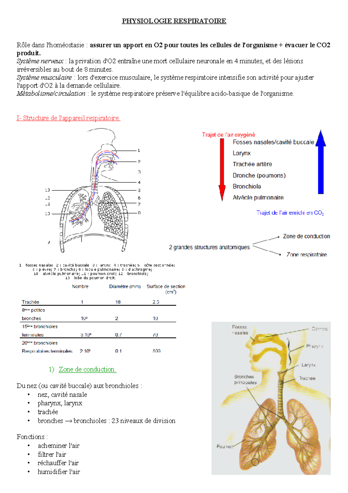 4- Physiologie Respiratoire Partie 1 - PHYSIOLOGIE RESPIRATOIRE Rôle ...