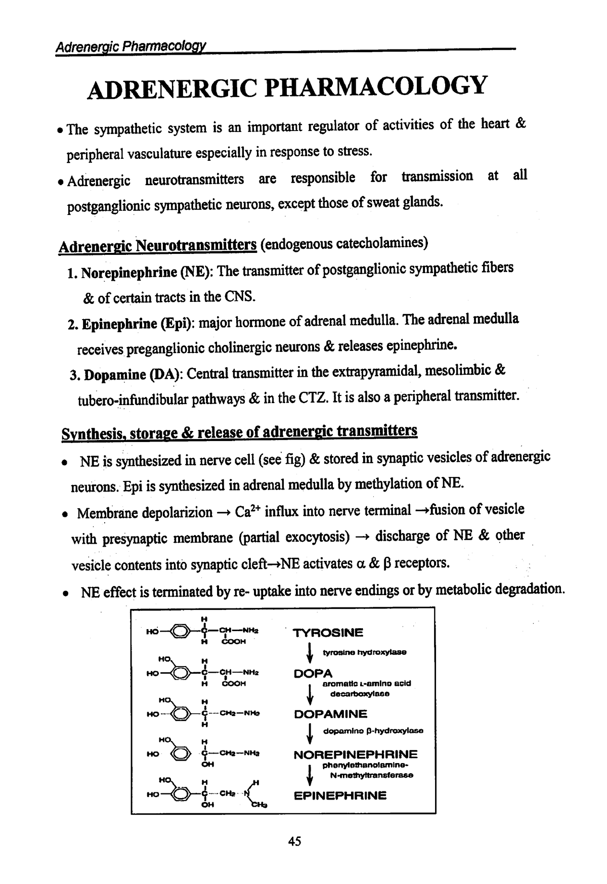 Adrenergic Pharmacology - Adrenergic Pharmacology PHARMACOLOGY ...