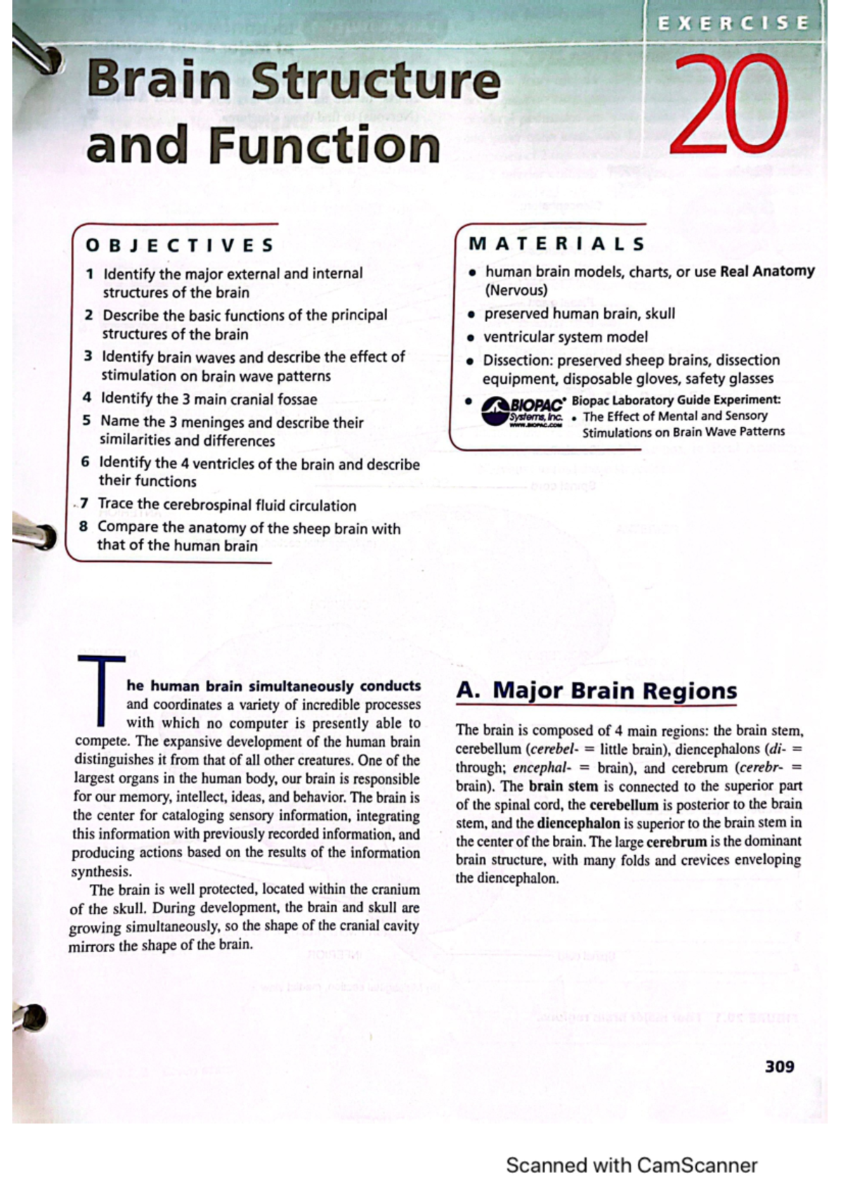 Brain structure and function part 1 - BIOL 141 - Studocu