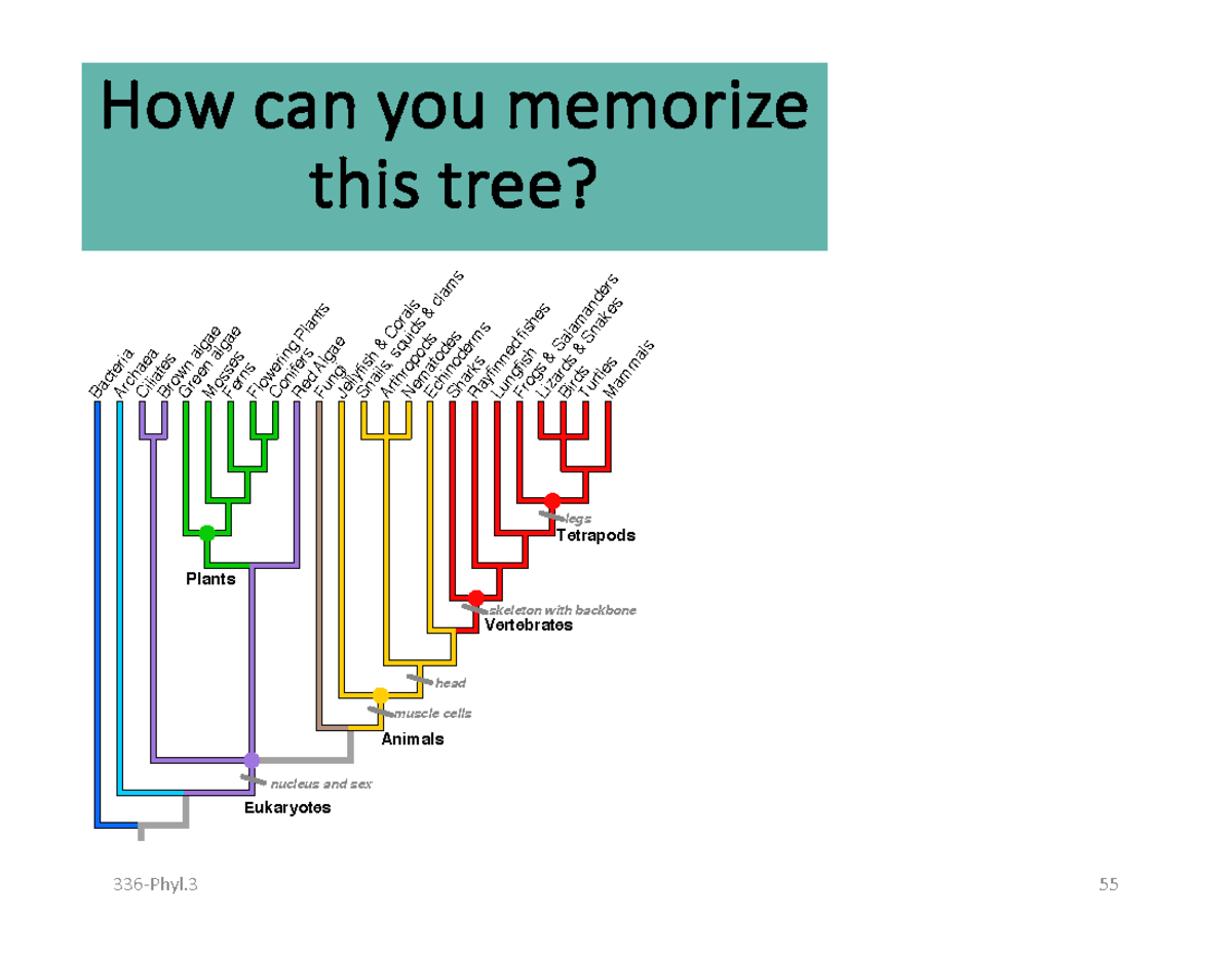 5.+Phyl.3-The Tree Of Life-2023W2 11 - 336 - Phyl 55 Bacteria Archaea ...