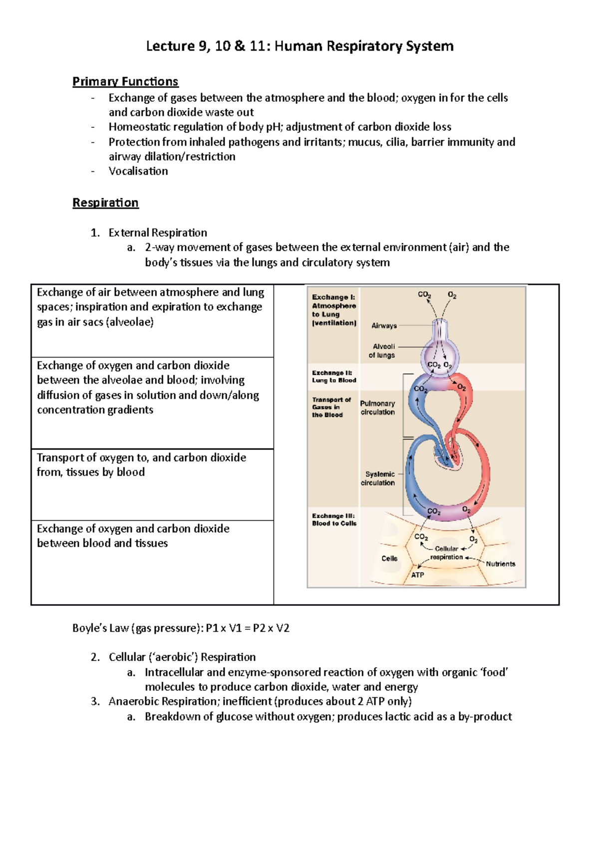 Human Respiratory System Functions and Anatomy - Studocu