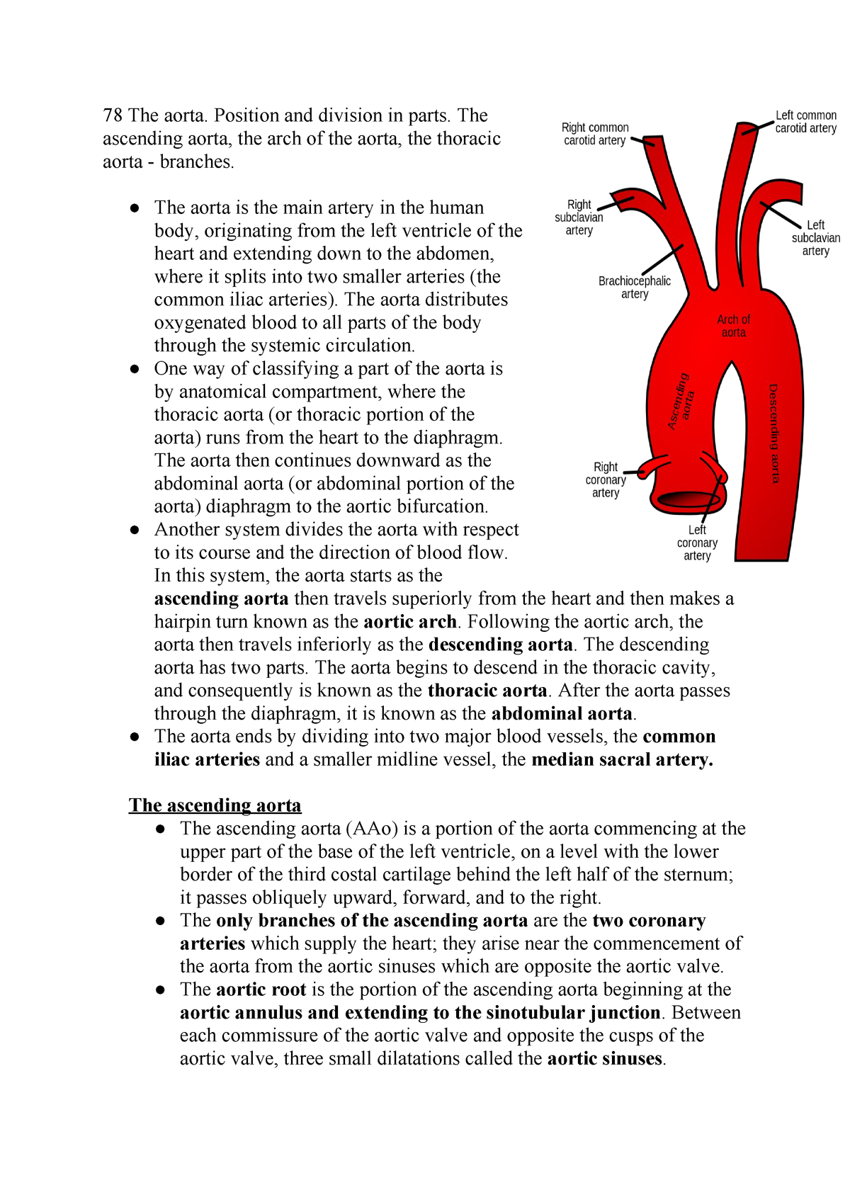 78 The Aorta Position And Division In Parts The Ascending Aorta