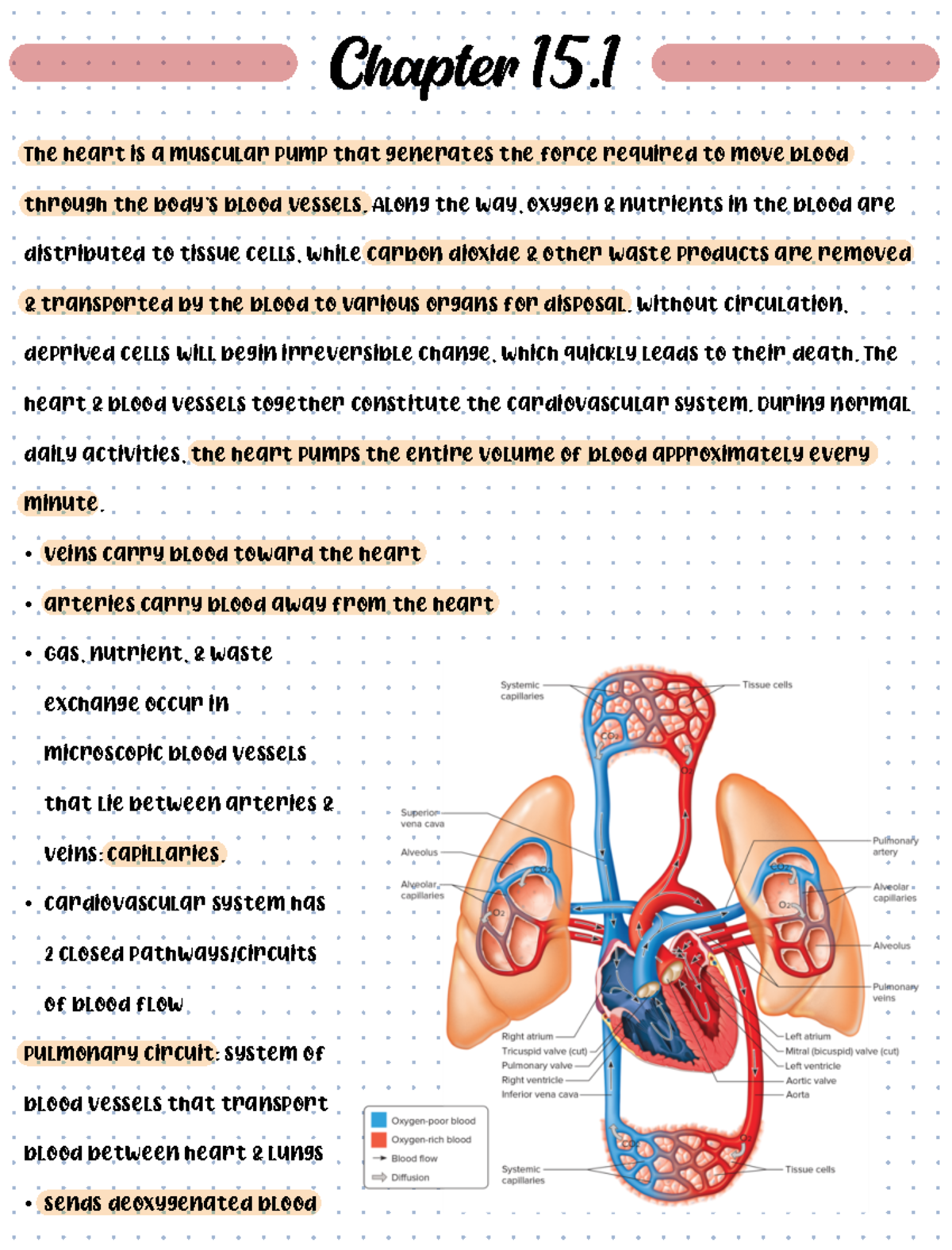 Chapter 15 Cardiovascular System - Chapter 15. The heart is a muscular ...