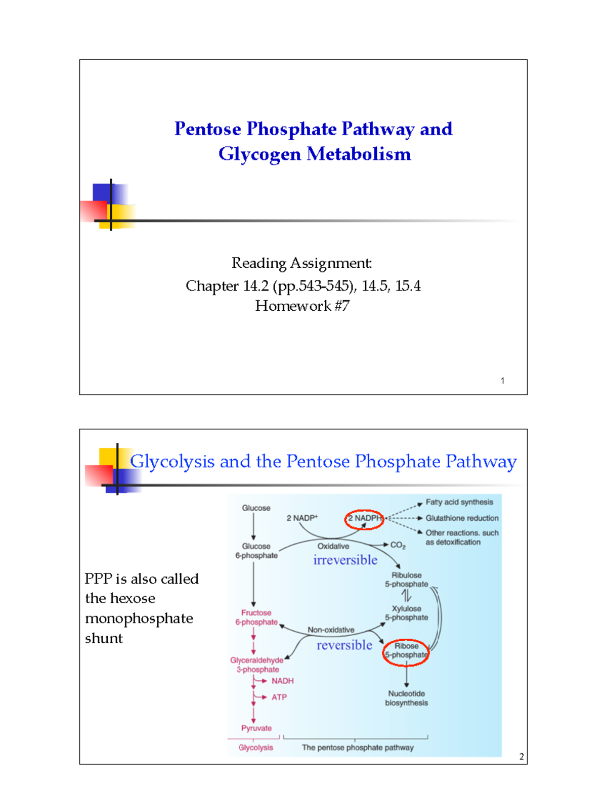 Lecture 1919 - Pentose Phosphate Pathway and Glycogen Metabolism ...