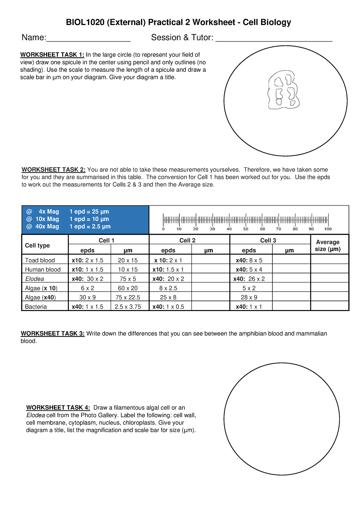 BIOL1020 Prac 2 - Microscopy Worksheet (External) - BIOL1020 (External ...