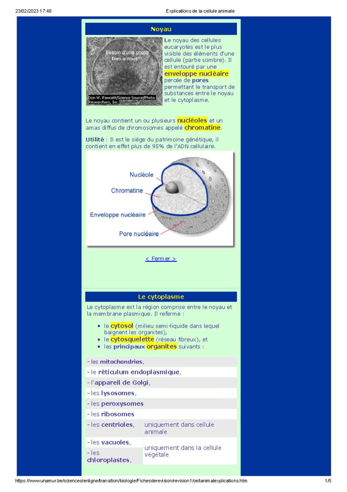 Explications de la cellule animale - Noyau Le noyau des cellules ...