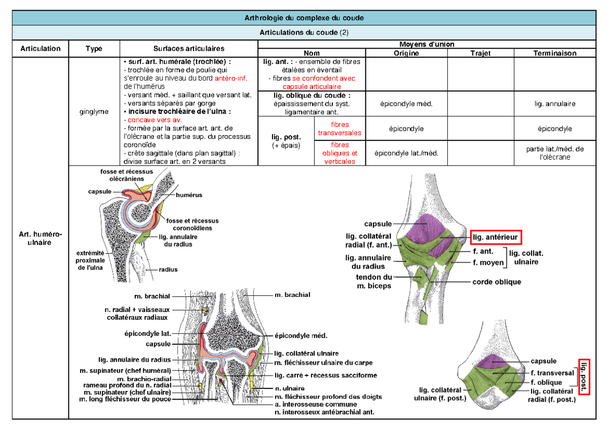 Tableau Recap Arthrologie Membre Sup - Arthrologie Du Complexe Du Coude ...