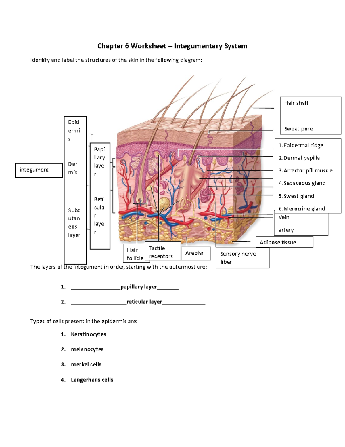 Chapter 6 Worksheet - Integumentary system notes - Chapter 6 Worksheet – Integumentary  System - Studocu