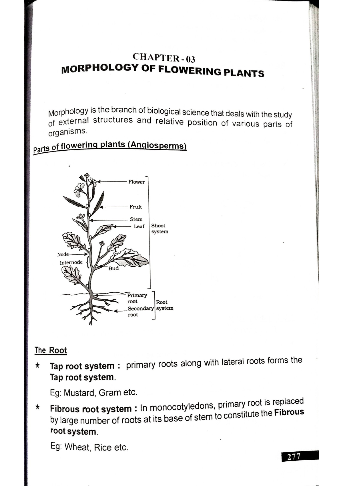 botany- Morphology of flowering plants (brain pointer). - Morphology is ...