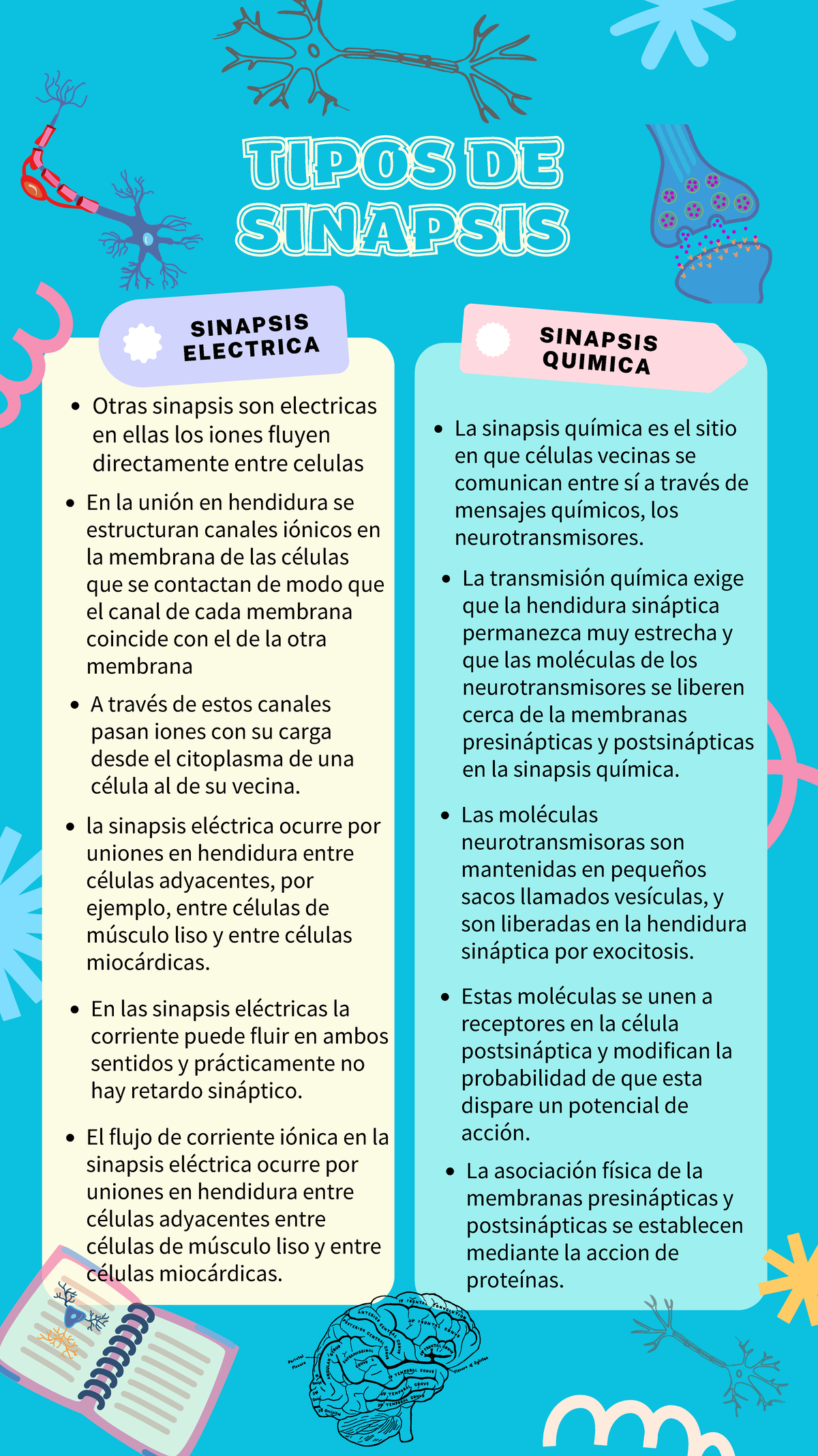 Cuadro Comparativo- Sinapsis - SINAPSIS ELECTRICA SINAPSIS QUIMICA ...