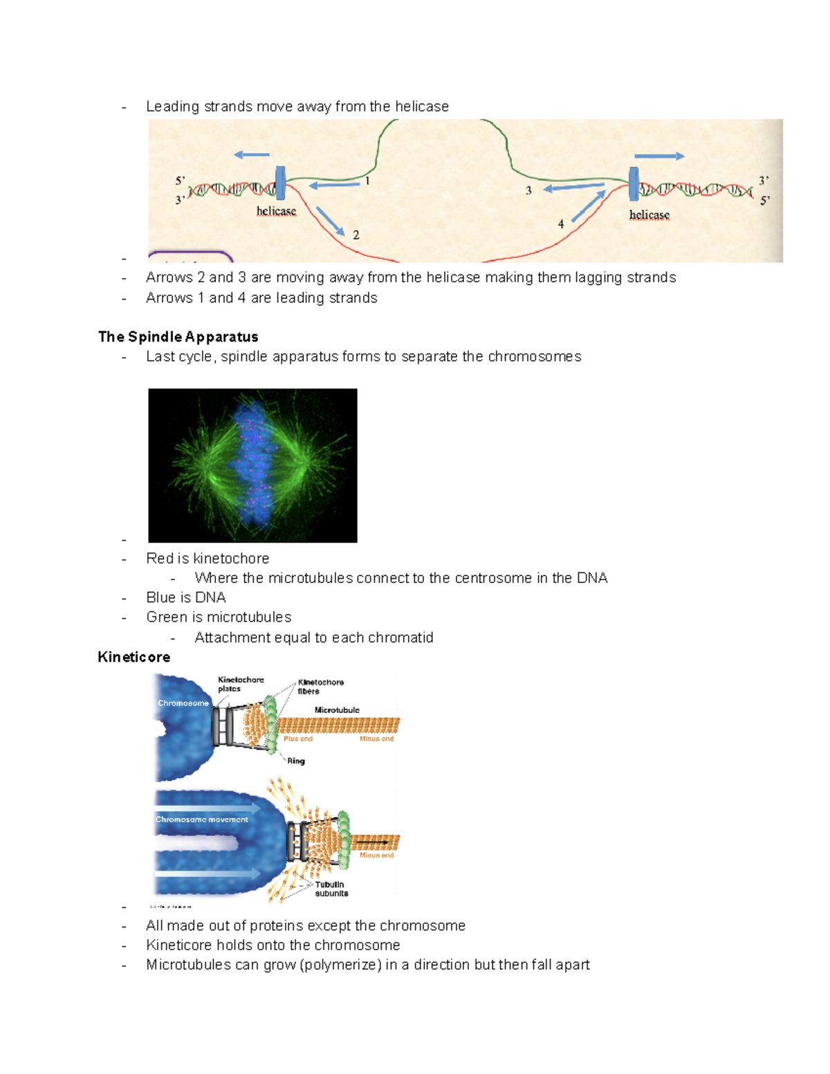 Lecture 20 Cell Cycle IV - Leading Strands Move Away From The Helicase ...