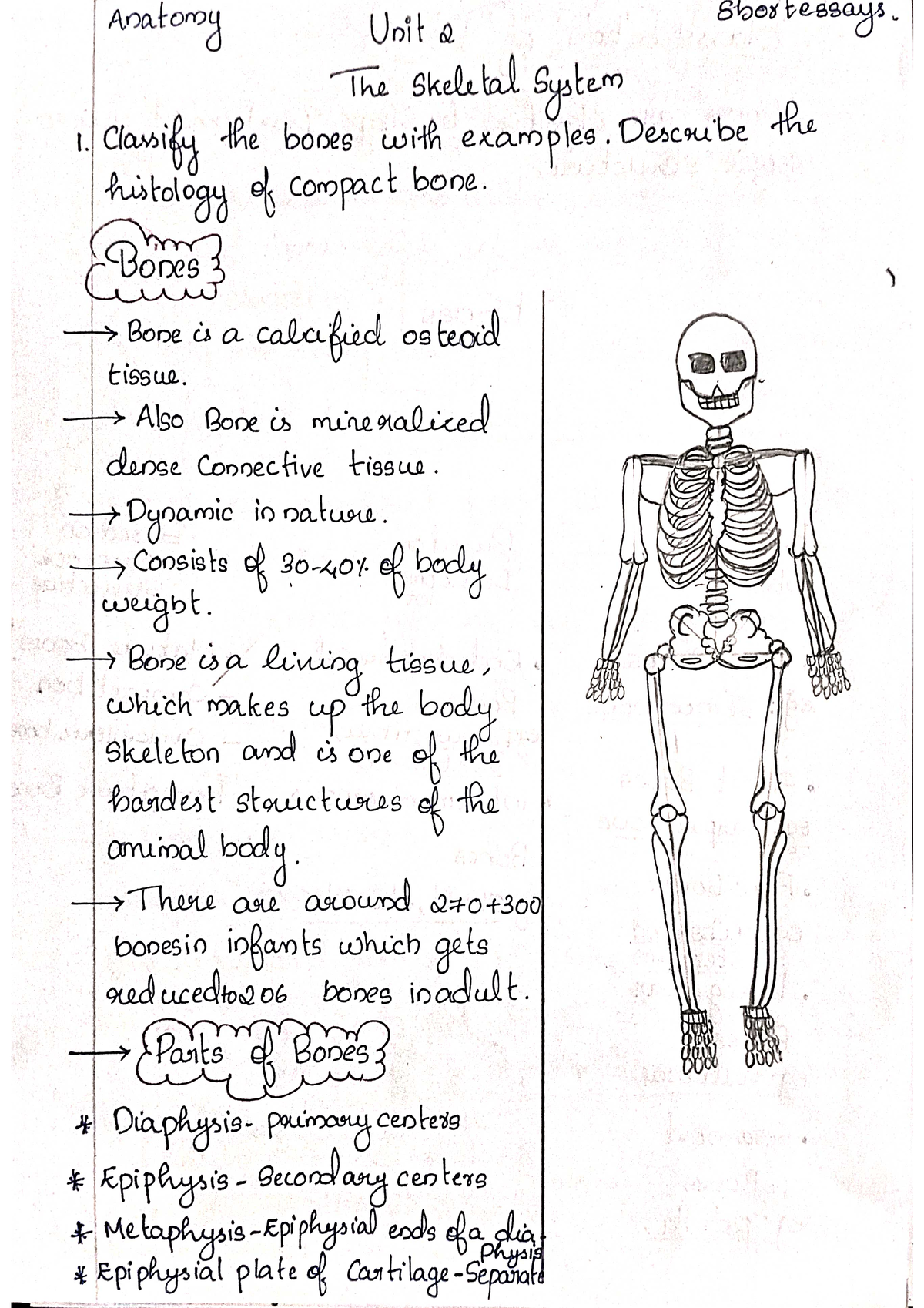 essay about the skeletal system