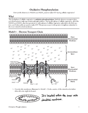 Chapter 4- Cell Structure - , Mason, K, Losos, J. and Duncan, T. 2020 ...