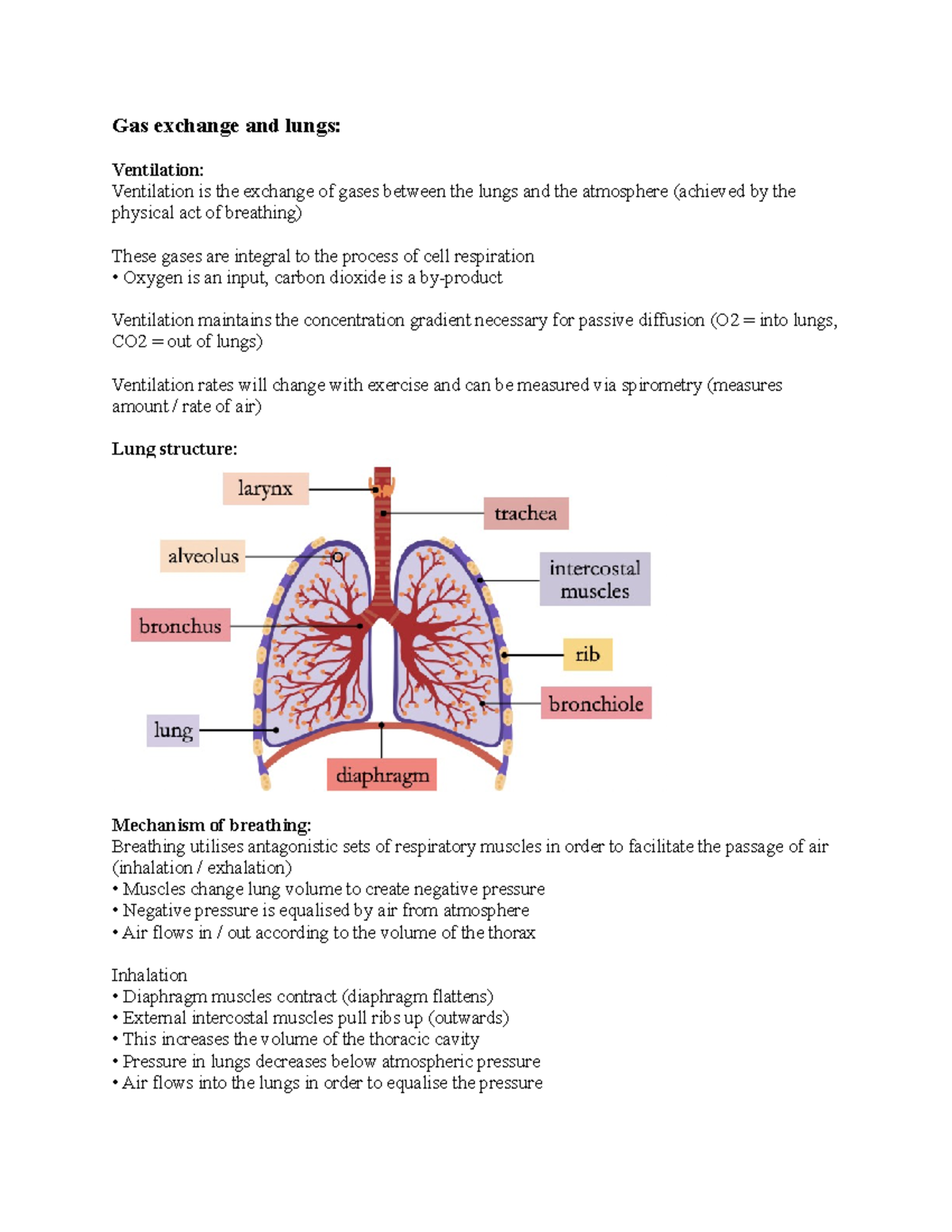 Gas exchange and lungs - Gas exchange and lungs: Ventilation ...