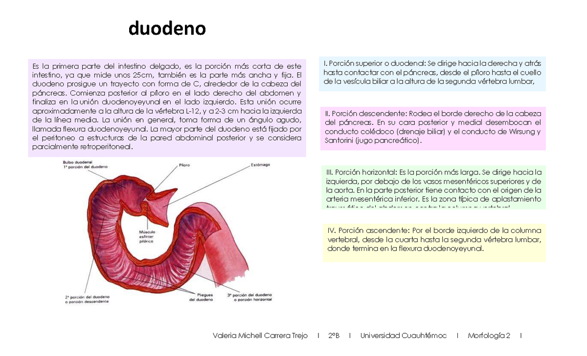 Duodeno - I. PorciÛn superior o duodenal: Se dirige hacia la derecha y  atr·s hasta contactar con el - Studocu