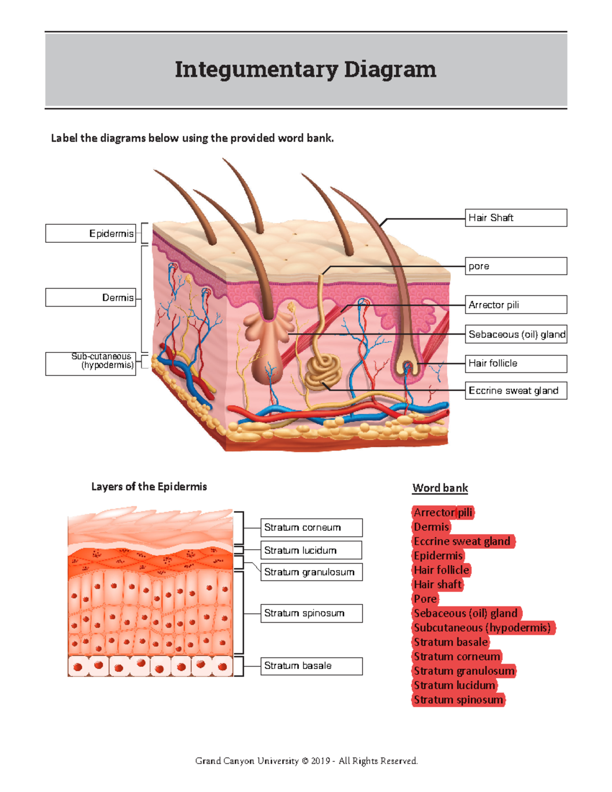 BIO 191L RS Lab1Integumentary Fillable - BIO-191L-O500 - Integumentary ...