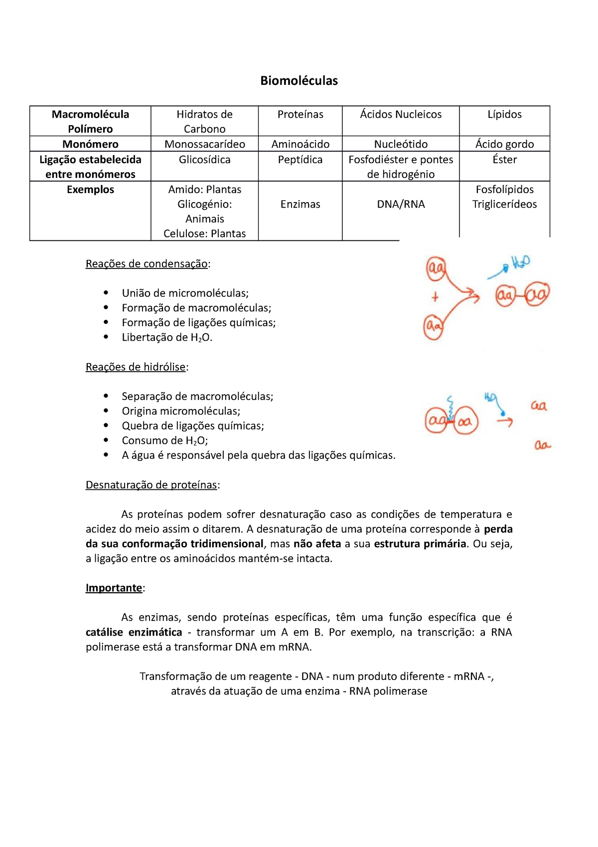 Biomol Ã©culas - Resumos - Biomoléculas Macromolécula Polímero Hidratos ...