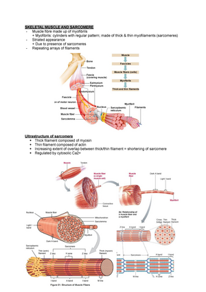 Cranial Nerves - Mnemonic : Oh Oh Oh To Touch And Feel Very Good Velvet ...