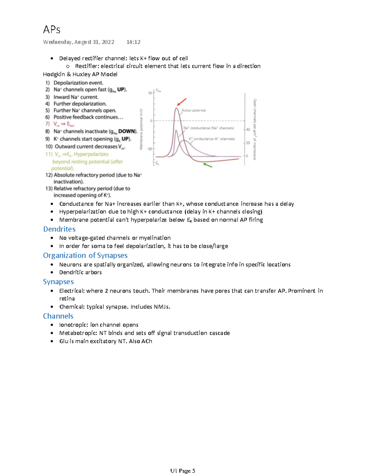 Unit 1 Action Potentials Delayed rectifier channel lets K+ flow out