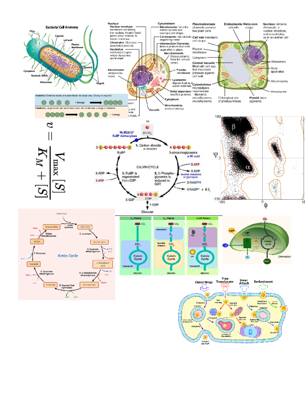 CELL BIO Notes Science Olympiad Nucleus Cytoskeleton Plasmodesmata