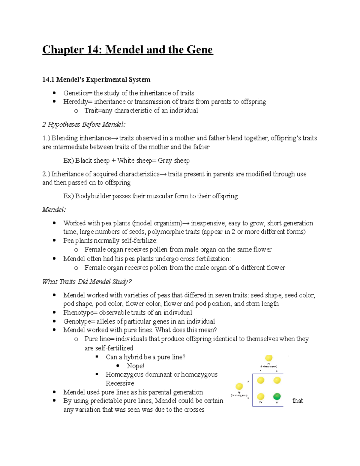 Chapter 14 - Mendel And The Gene - ) Blending Inheritance→ Traits ...