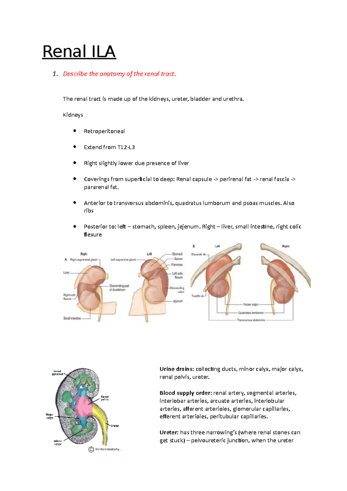 Renal ILA - ILA - Renal ILA 1. Describe the anatomy of the renal tract ...