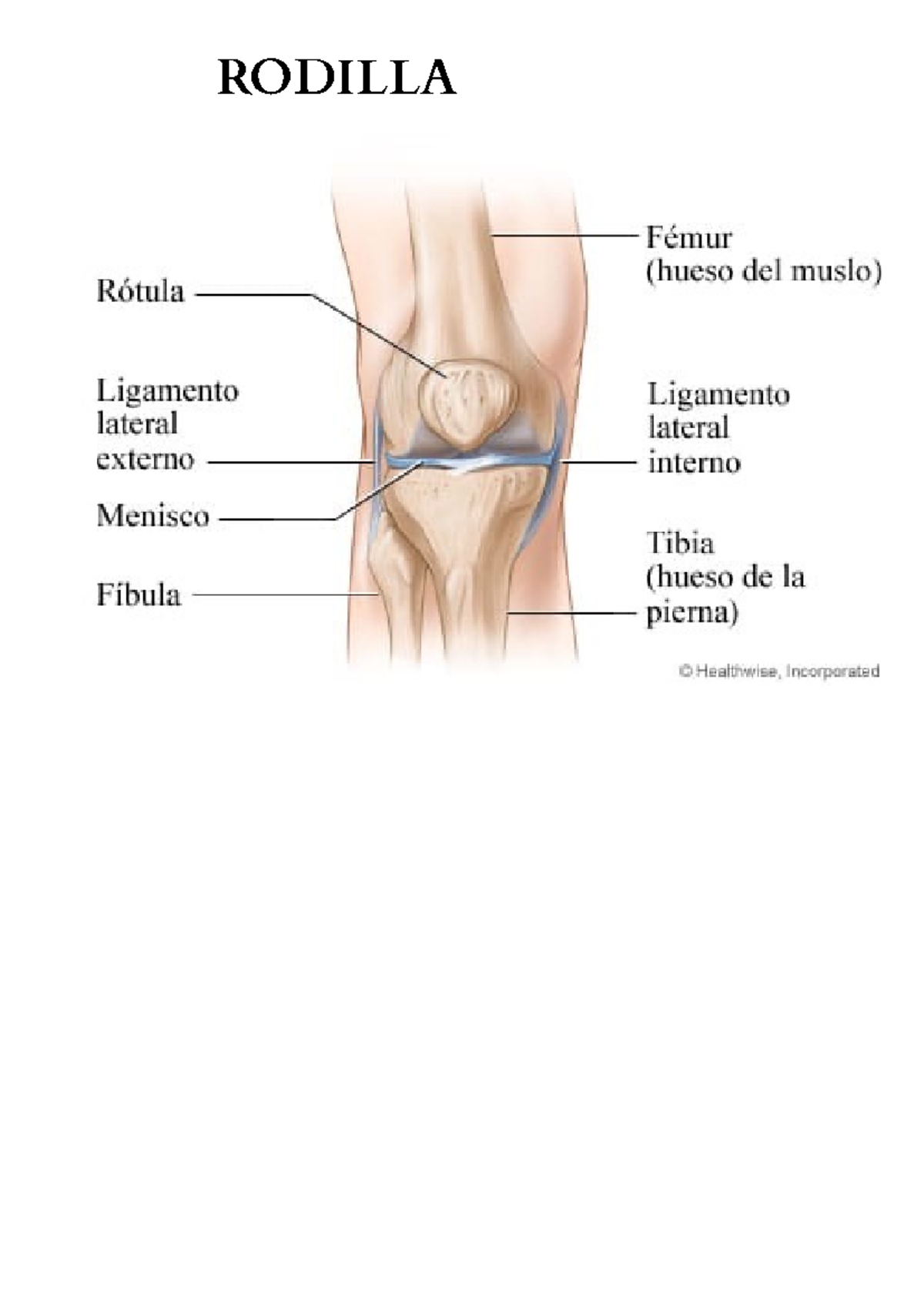 Rodilla 2 - Nada - Nutrición y estética - RODILLA Fémur Rótula (hueso ...