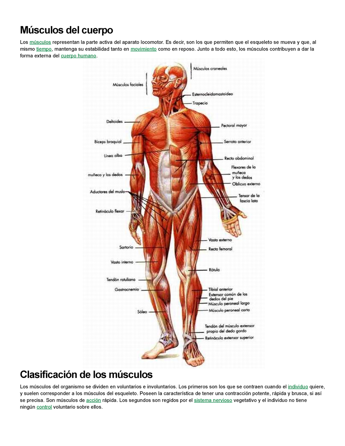Musculos Del Cuerpo Músculos Del Cuerpo Los Músculos Representan La Parte Activa Del Aparato 2909
