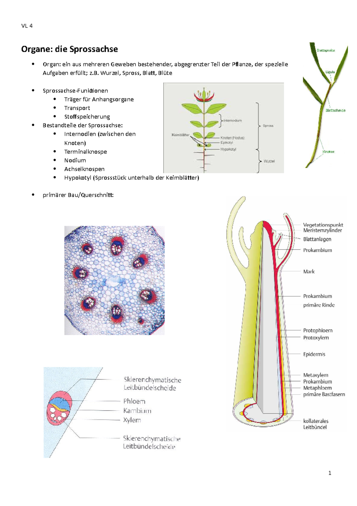 Zusammenfassung 4 Bfp Die Sprossachse Und Xylem Vl 4 Organe Die