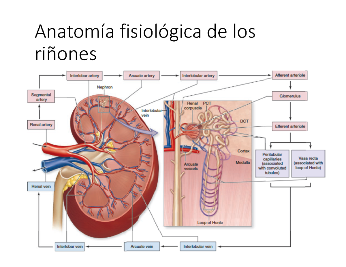 Renal - Nota: A - Anatomía fisiológica de los riñones Corpúsculo renal
