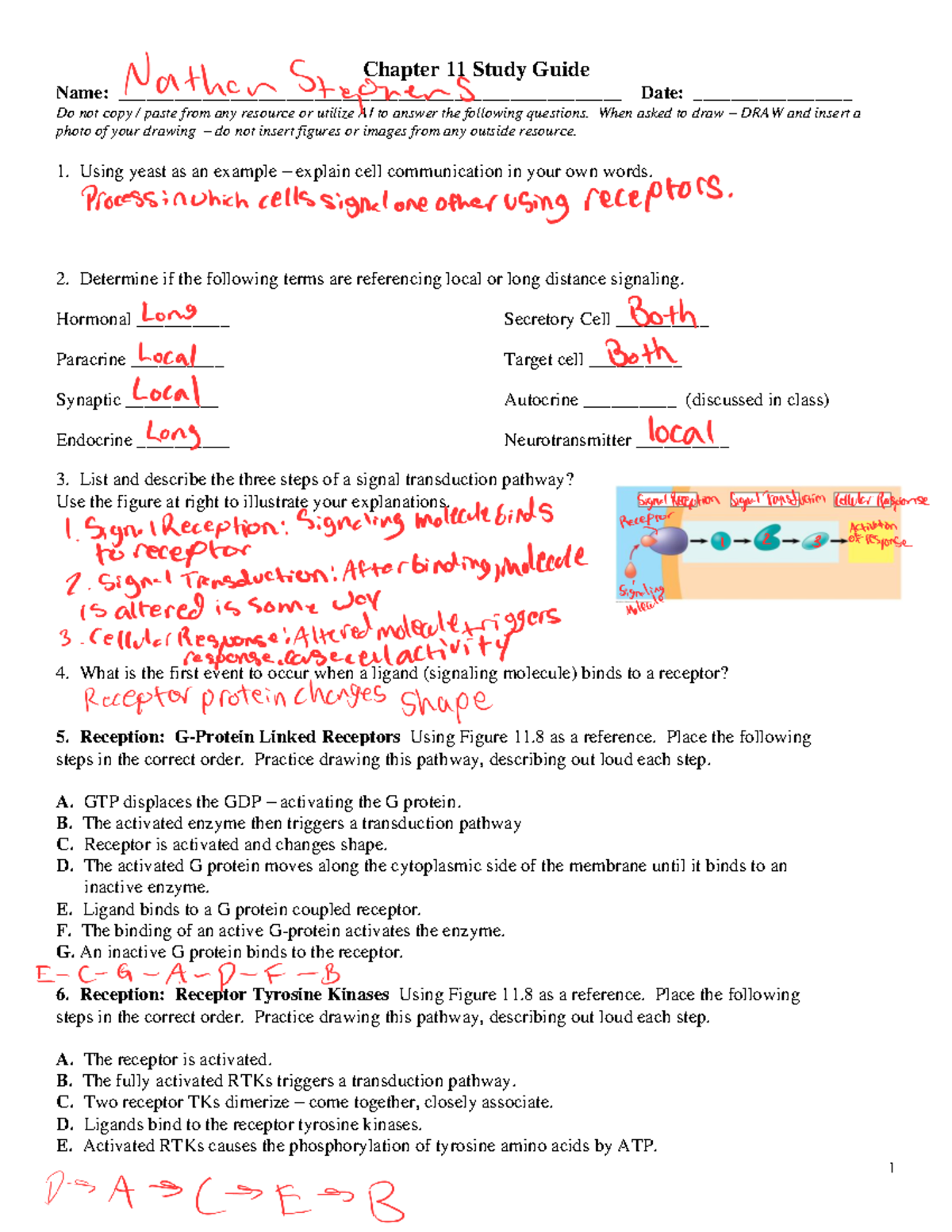 Chapter 11 Study Guide - Chapter 11 Study Guide Name: - Studocu