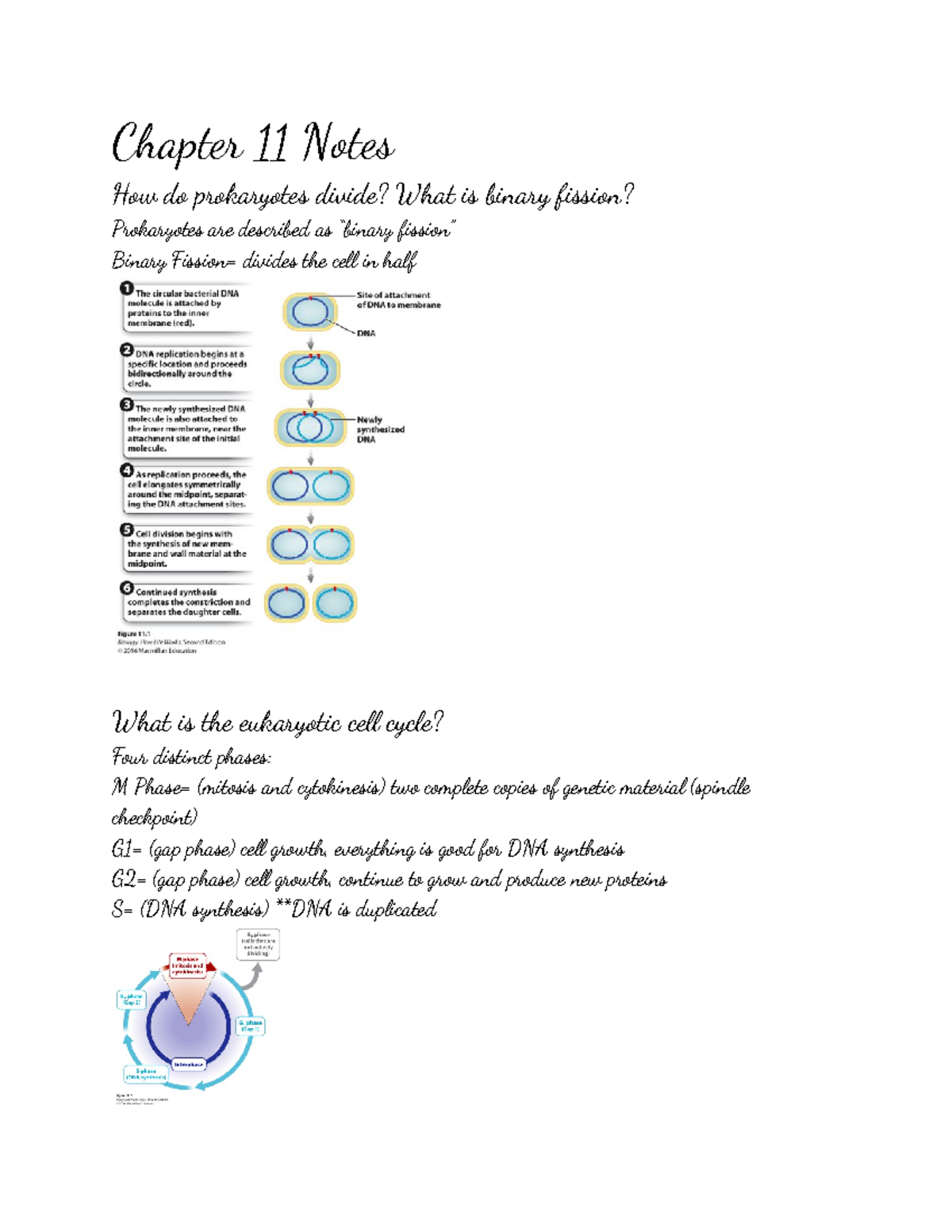 Chapter 11 BIO 181 Notes Chapter 11 Notes How do prokaryotes divide? What is binary fission