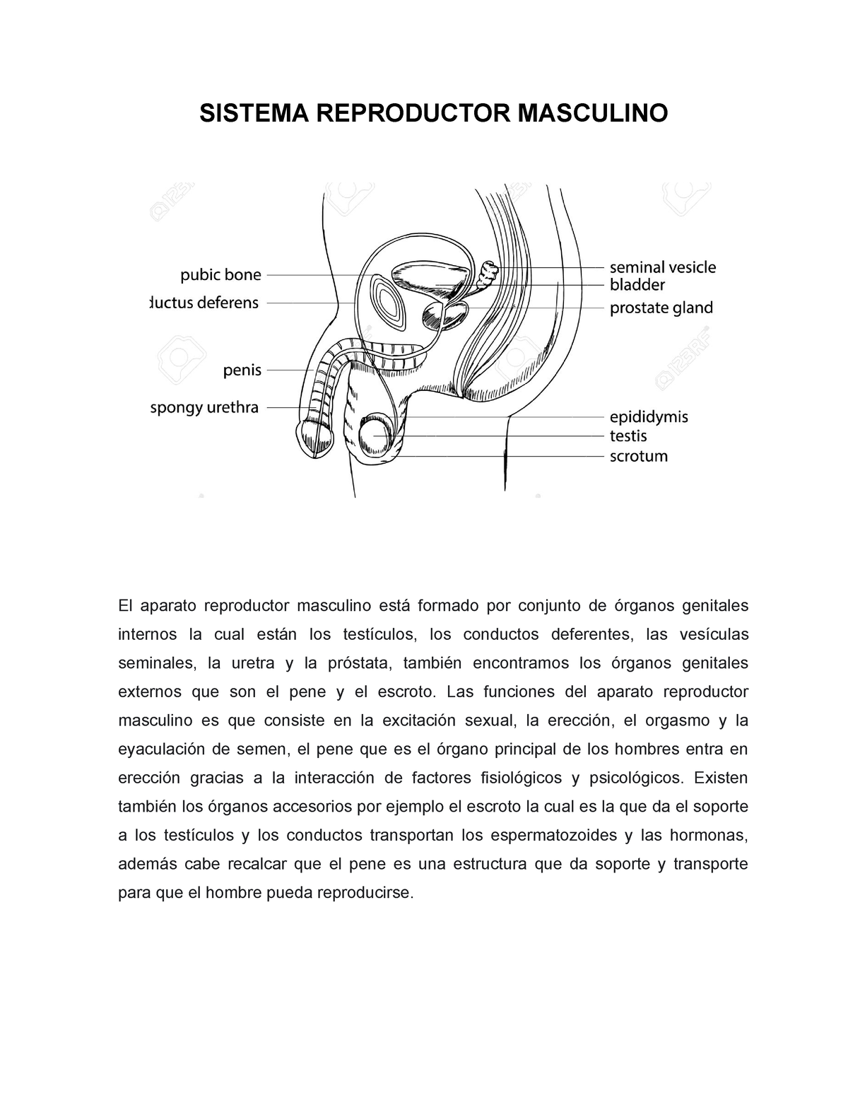 Sistema Reproductor Masculino Sistema Reproductor Masculino El Aparato Reproductor Masculino 0699