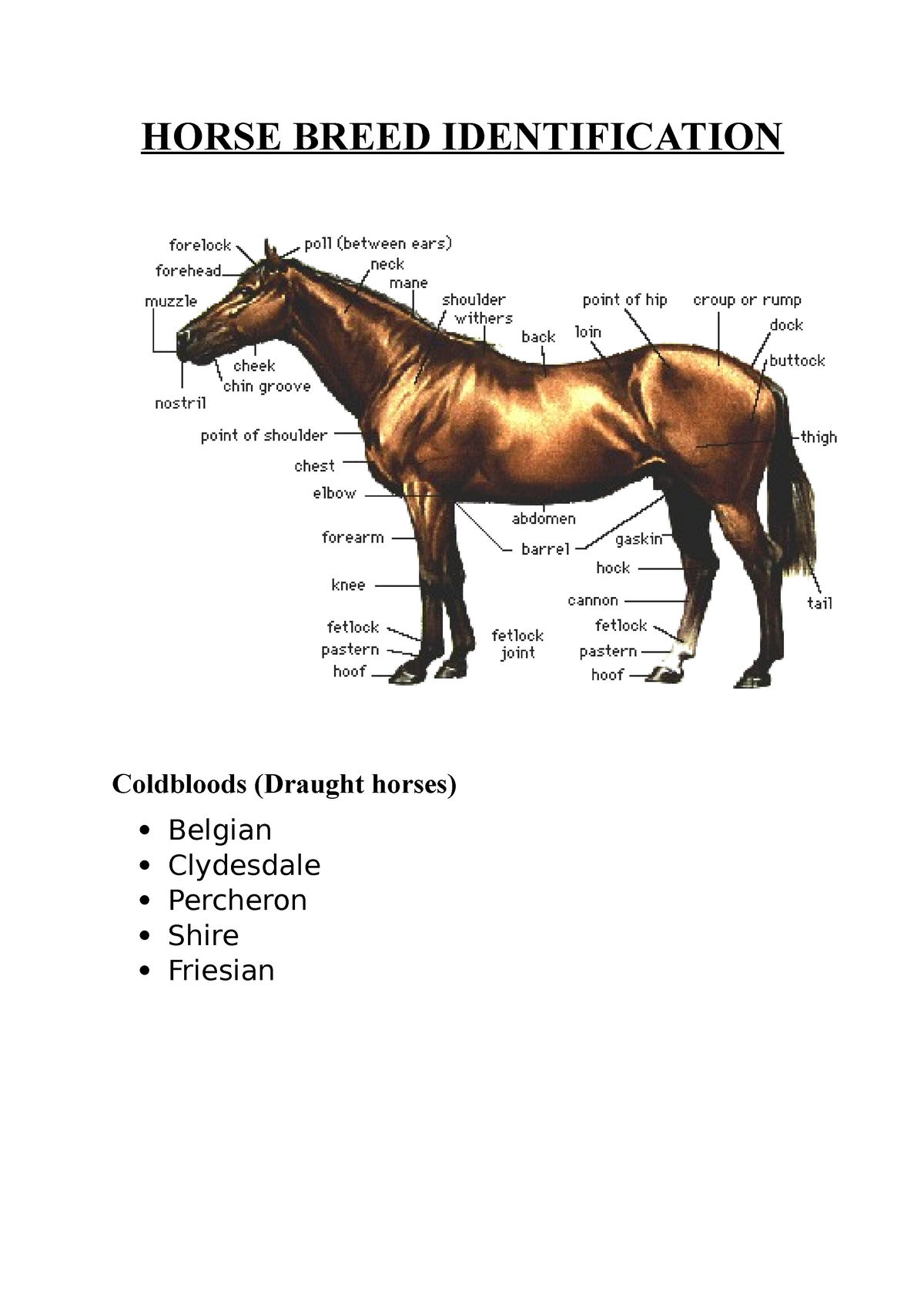 Horse Breed ID HORSE BREED IDENTIFICATION Coldbloods (Draught horses