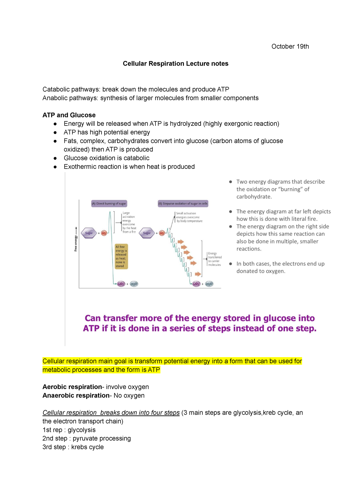 Biology Cellular Respiration Lecture Notes - October 19th Cellular ...