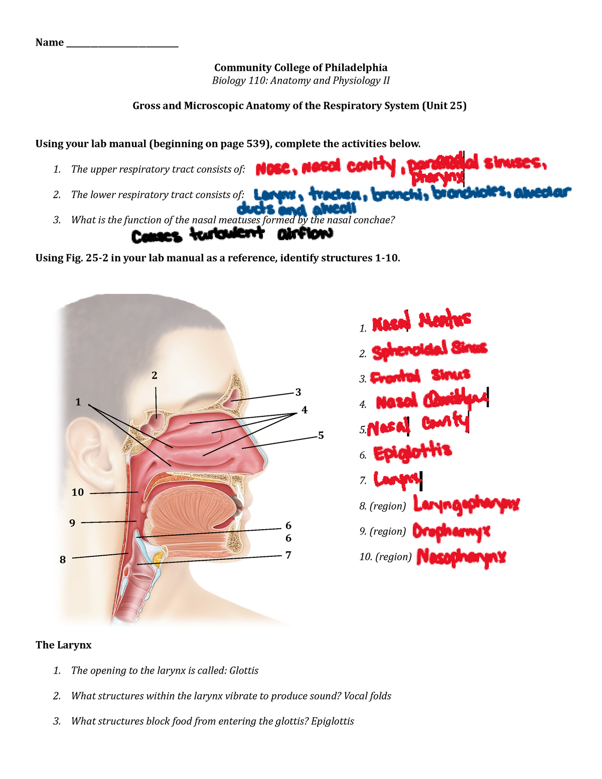 lab assignment respiratory system