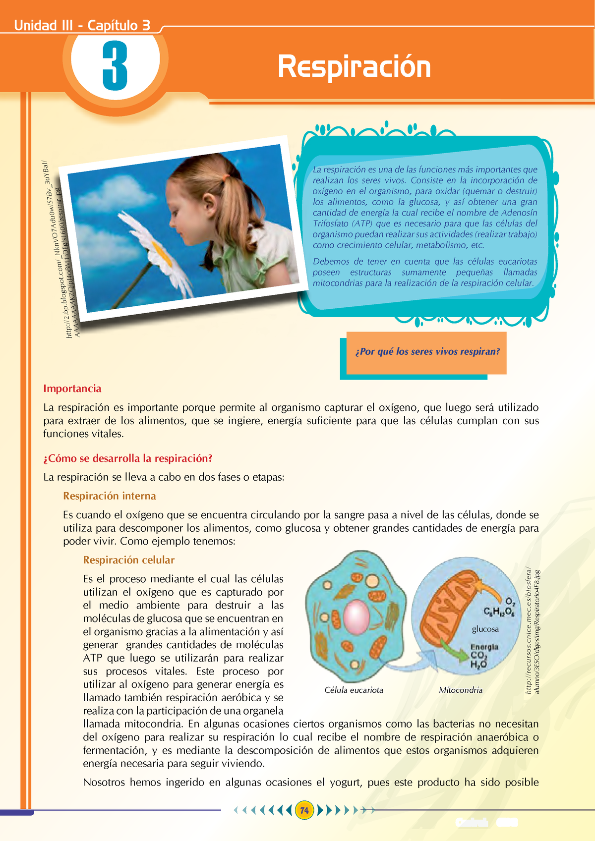 Biología - Biologia - Respiración Importancia La Respiración Es ...