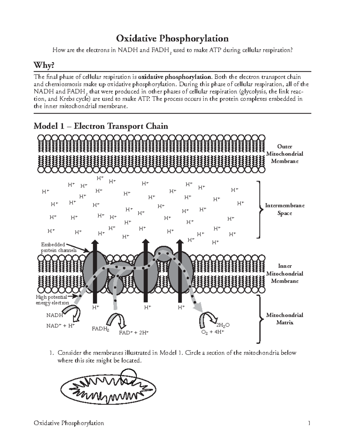 Oxidative Phosphorylation Pogil: Simple Explanations, Complex Results - nkh9ik4