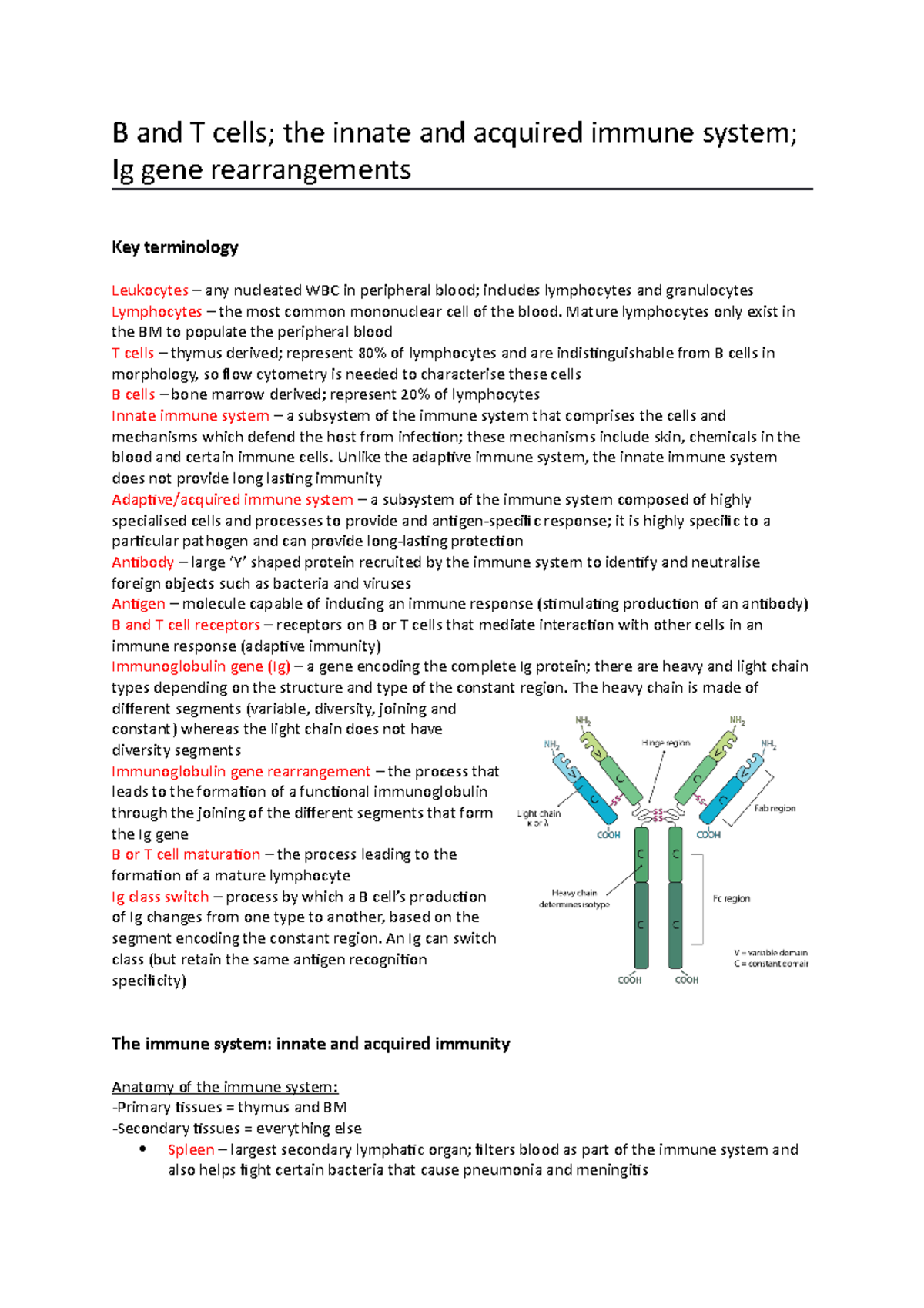 BSc - B and T cells - B and T cells; the innate and acquired immune ...