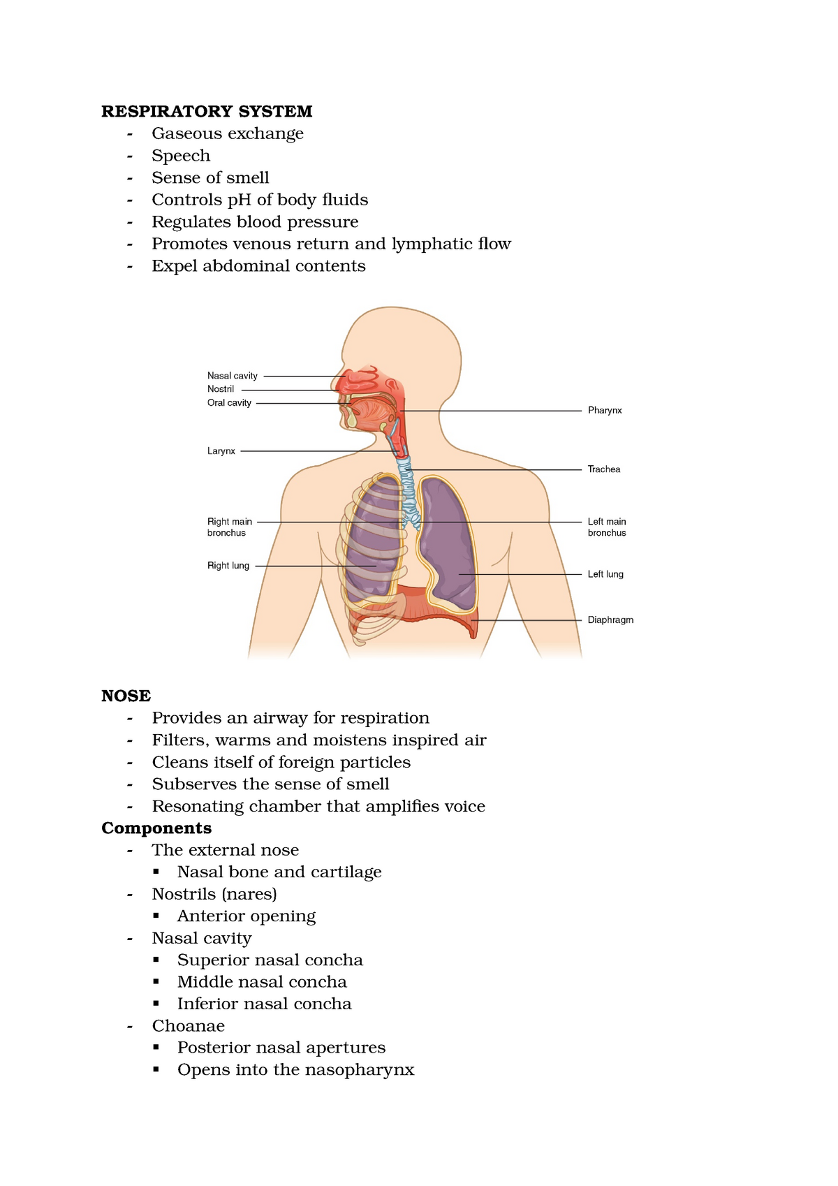 respiratory system summary essay