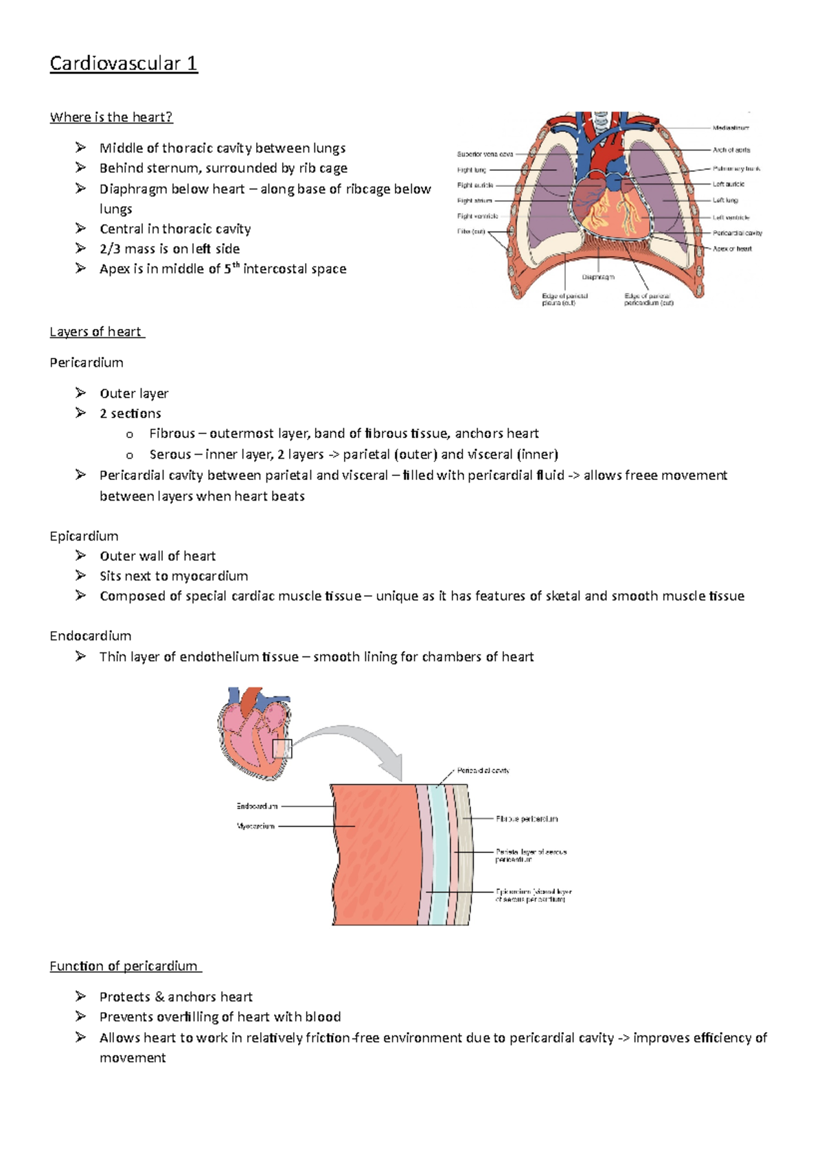 Cardiovascular 1 - Studocu