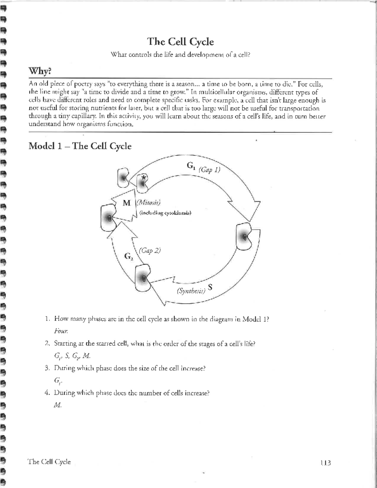 Key- Pogil-+Cell+Cycle - Studocu