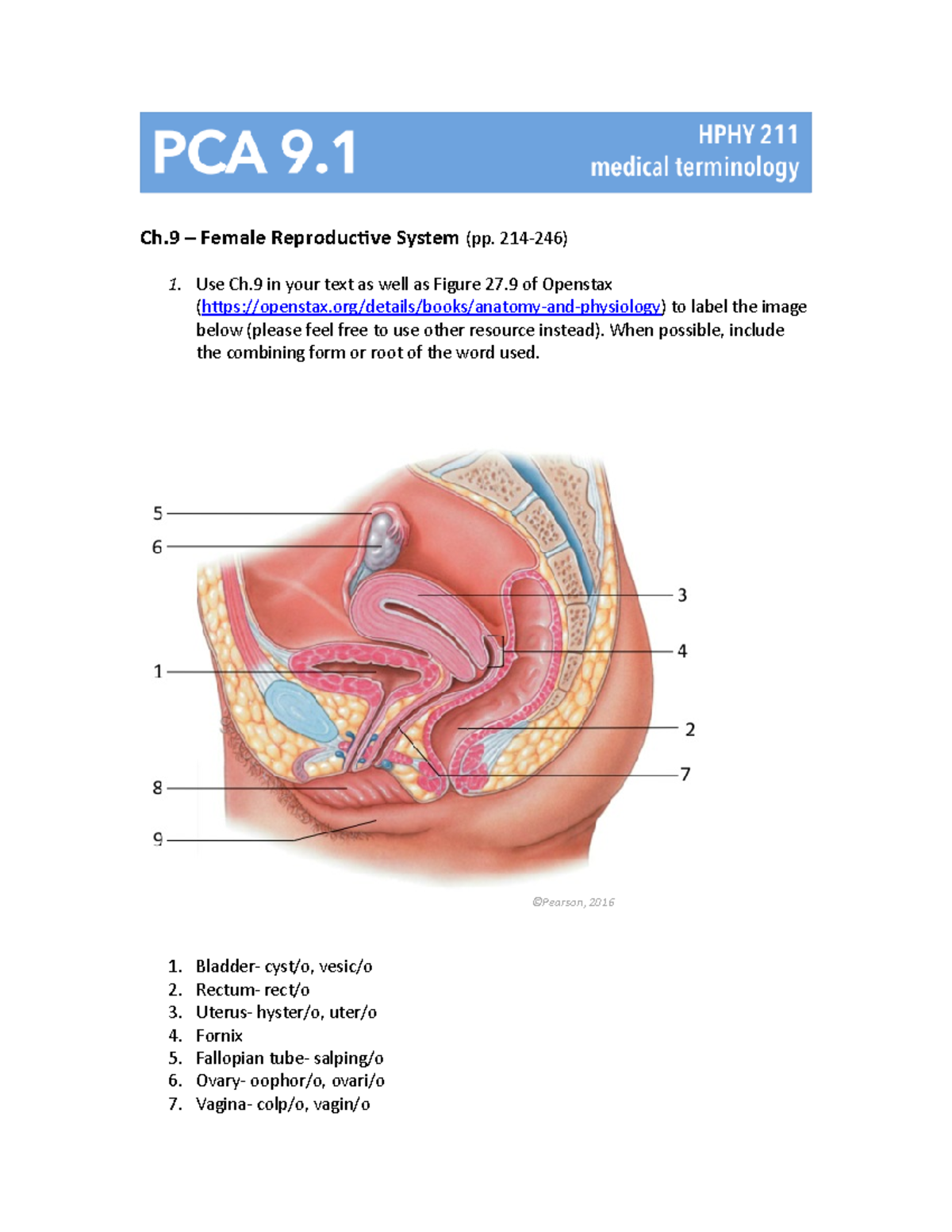 PCA 9.1 Female Reproductive System Ch Female Reproductive