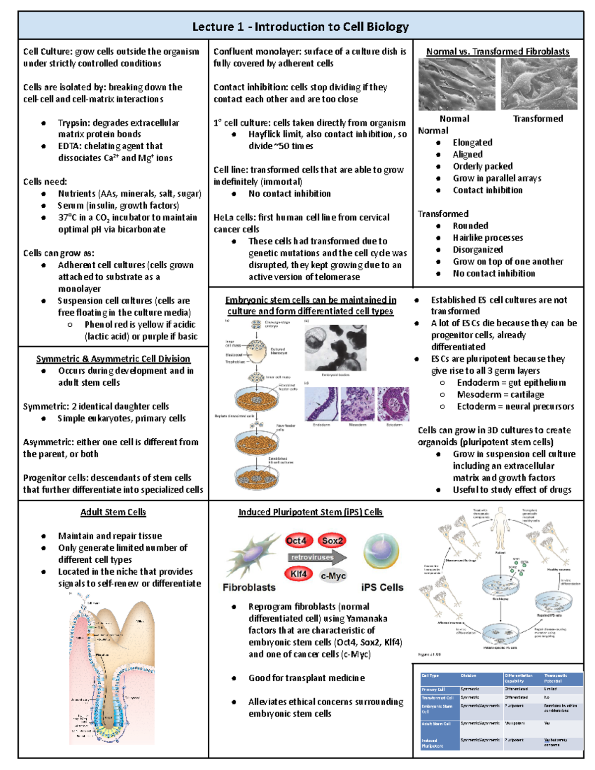 (1) Intro Cell Biology - First lecture summary - Lecture 1 ...