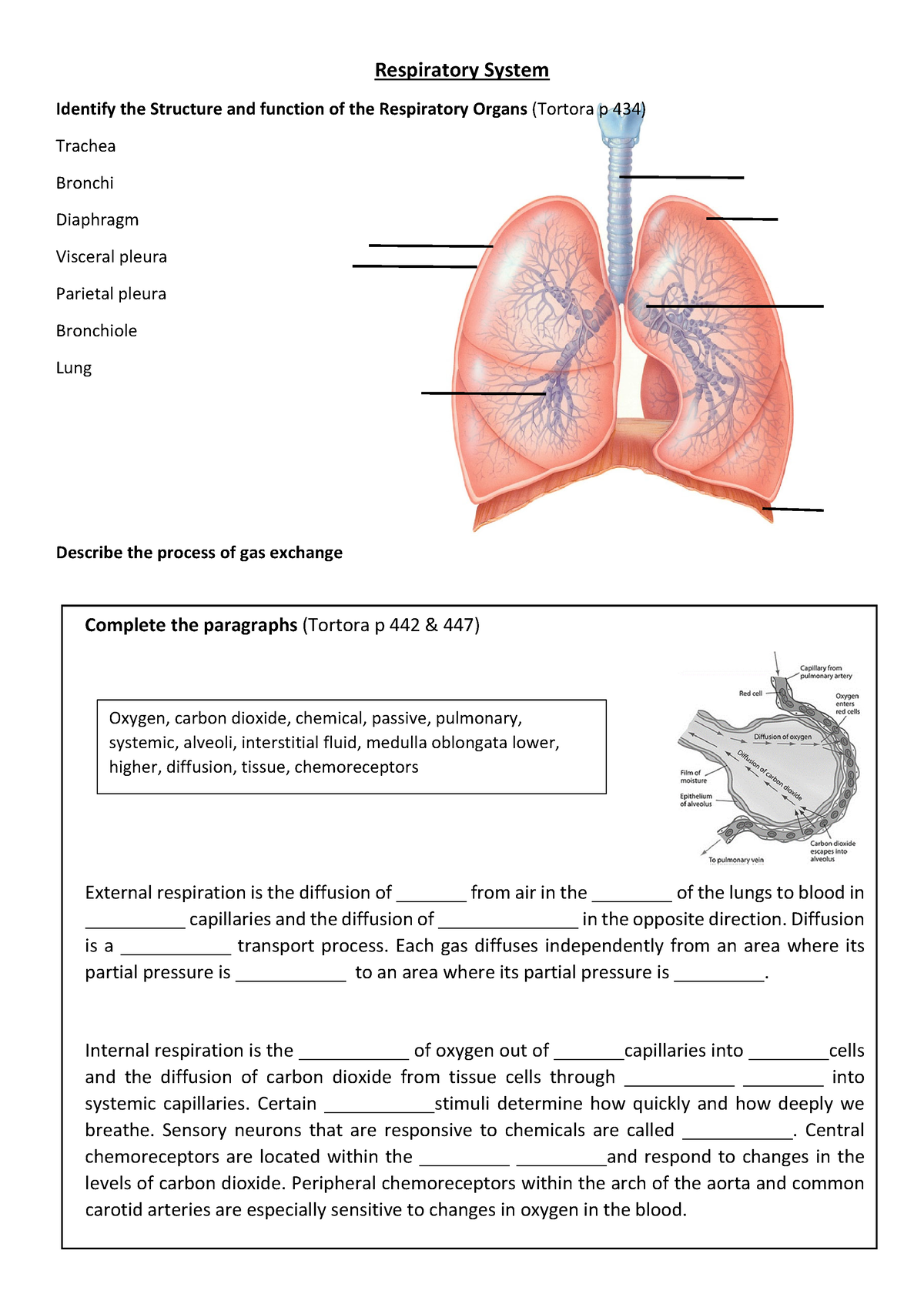 Tutorial 9 Respiratory System Interactive Worksheet - Respiratory ...